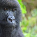  Gorilla Gazing, Africa 2014
